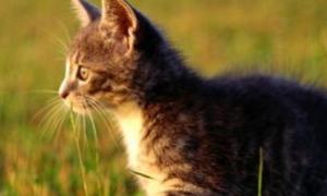 给猫咪换药的方法及注意事项，猫咪养护技巧！