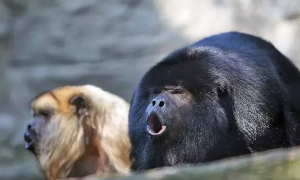 褐吼猴：声音越低沉，越有吸引异性的魅力