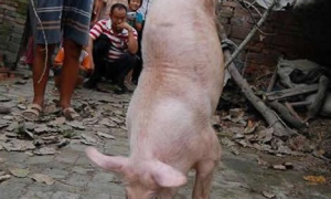 一只猪凭借两条前腿坚强的活着 成为了当地的“红人”