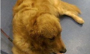 宠物公司航空运狗 造成狗狗一死一重伤