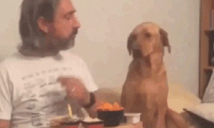 狗狗盯住网友用餐，主人一转头它立刻扭过头去装作不在乎，戏精呀