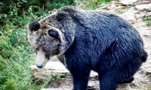 三江源发现藏蓝熊遛娃，公熊求偶后本该独居，为何到10月还没