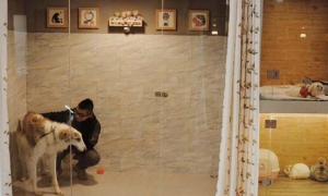 据说杭州这家酒店在宠物版的大众点评上100%全是五星！