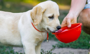 这7种水“最伤”狗狗身体，很多人都喂过，早该拉入黑名单了