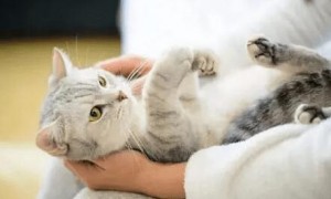 如何增强猫咪的免疫力？增强猫咪免疫力的方法！