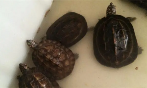 斯里兰卡黑山龟怎么养？