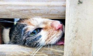 江苏非法货车被举报 上千只被贩卖的猫咪获救