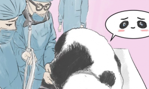 大熊猫生病动手术，看到围在它身边的医生们羡慕了不愧是国宝