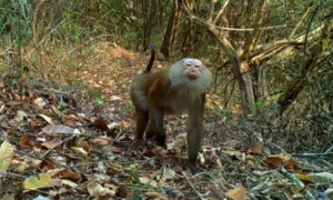 云南龙陵拍摄到北方豚尾猕猴活动珍贵画面
