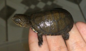 沼泽侧颈龟寿命多少年？有没有猜到