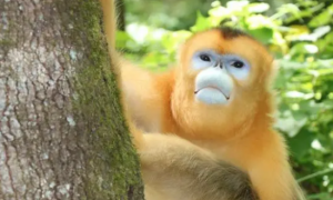 生态旅游：探寻秦岭地区的珍稀猴类——秦岭金丝猴