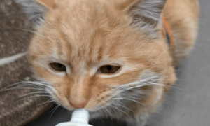 魔方化毛膏：轻松解决猫咪毛球问题