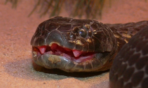虎蛇作为眼镜蛇的近亲，它们的毒性却在陆地蛇类中排名第5名