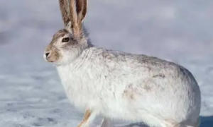 塔里木兔吃什么 是典型的植食性动物
