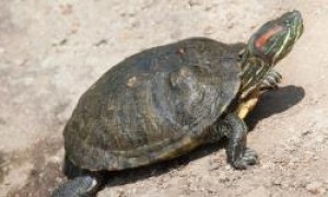红耳水龟，竟然是这种乌龟，千万不要饲养它们有致命的病毒！