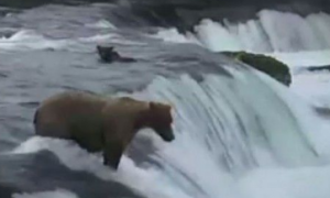 母熊跳下瀑布 勇救3只被冲走熊宝宝
