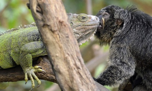 一只狨猴和一只绿色的蜥蜴被关进同一间笼子成为了好朋友