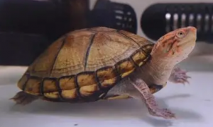 红面蛋龟多大可以繁殖？来看看吧