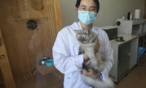 中国国内高校首只克隆猫“征婚”为繁育研究进行准备