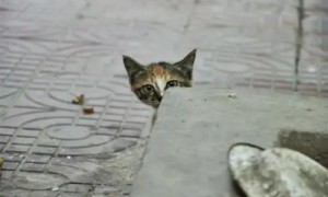 流浪猫躲在门口，偷看宠物猫，当看清它的眼神时，我哭了！