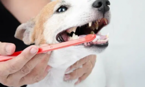 [原创]狗狗口腔内部从来不清理的危害，你都知道吗？