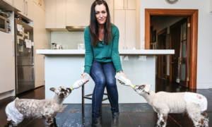 新西兰的富裕阶层将绵羊当做宠物养在自己家中