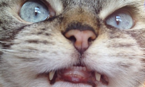 网上最“邪恶”的猫咪意外走红