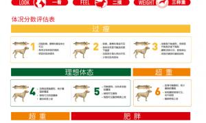 宠物体重管理：以科学预防维护宠物健康