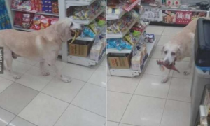 网民带狗狗逛超市，狗狗叼着玩具让主人结帐，面部小表情令人想笑！