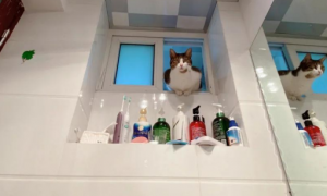 家里猫主子居然是个LSP，连洗澡、上厕所都要跟着！