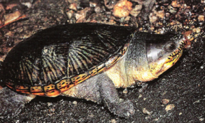 了解一下窄桥蛋龟的寿命有多长吧！