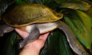 蛇颈龟是深水龟吗？