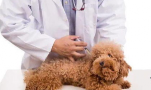 狗注射疫苗后应注意什么？