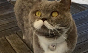 英国猫咪自带八字胡迅速蹿红 吸引了大批的粉丝