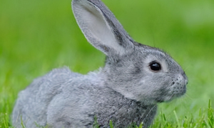青紫蓝兔好养吗 是一种优良皮肉兼用兔