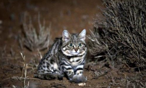 非洲最小的猫，捕猎效率最高的“杀戮机器”