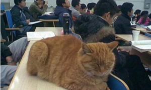 北大学猫与学子一起上哲学课 真是一只有文化的猫