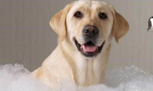 宠物狗洗澡的步骤及注意事项！