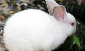 哈白兔吃什么 饲养多样化并要相对稳定