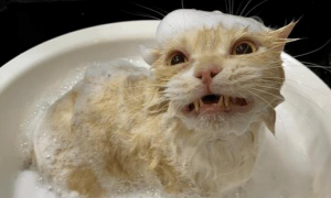 猫咪洗澡竟笑得如此灿烂，原来这一切都是“遗传”惹的祸！