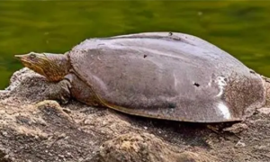 珍珠鳖一年可长5斤，经常当作野生龟，其实是外来物种