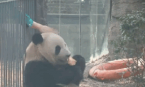 熊猫坐笼边吃苹果，奶爸悄悄伸出手，游客：做了让我们羡慕的事