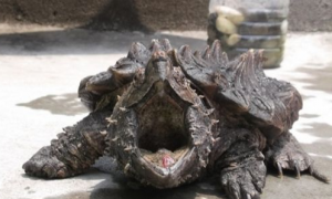 大鳄龟寿命有多长？