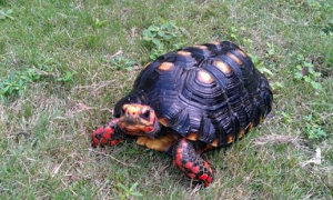 红腿陆龟是保护动物吗？红腿陆龟是什么龟？