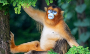 今日科普：缅甸金丝猴是保护动物吗