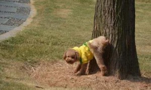 走到树下或者电线杆下撒尿，狗狗到底在传递什么信号？