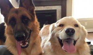 可爱友谊！加拿大两只狗狗性格互补成为好朋友