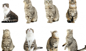 哪种猫粮好？澳洲宝藏猫粮推荐——Trilogy奇境猫粮