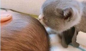 小猫咪每天给小主人舔头发，主人无奈：再舔就要“秃”了