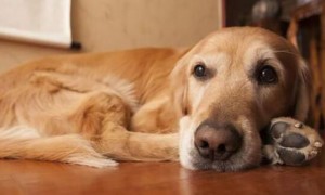 狗狗缺钙一般多长时间能修复